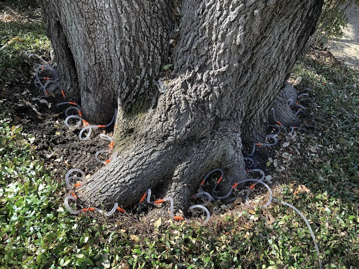 Detailed Tree Cabling and Bracing job site in Seaview