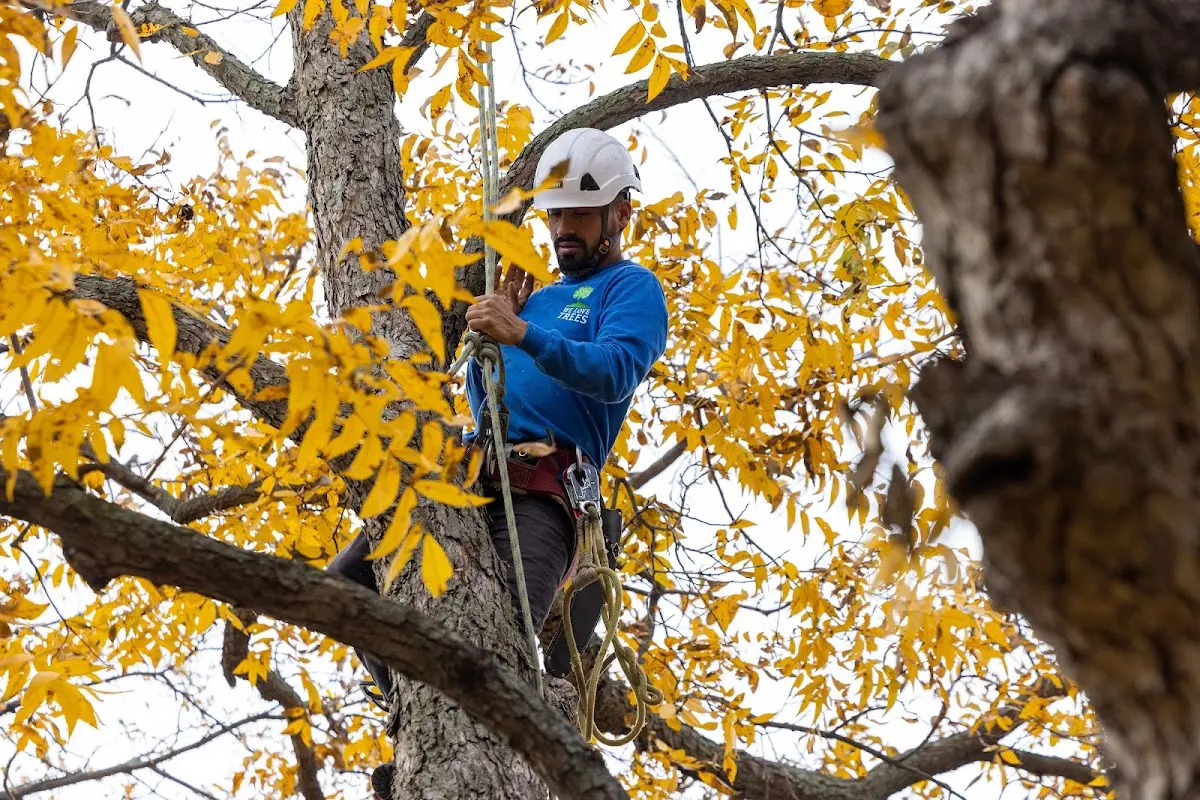 Skilled Tree Trimming crew working in Seaview