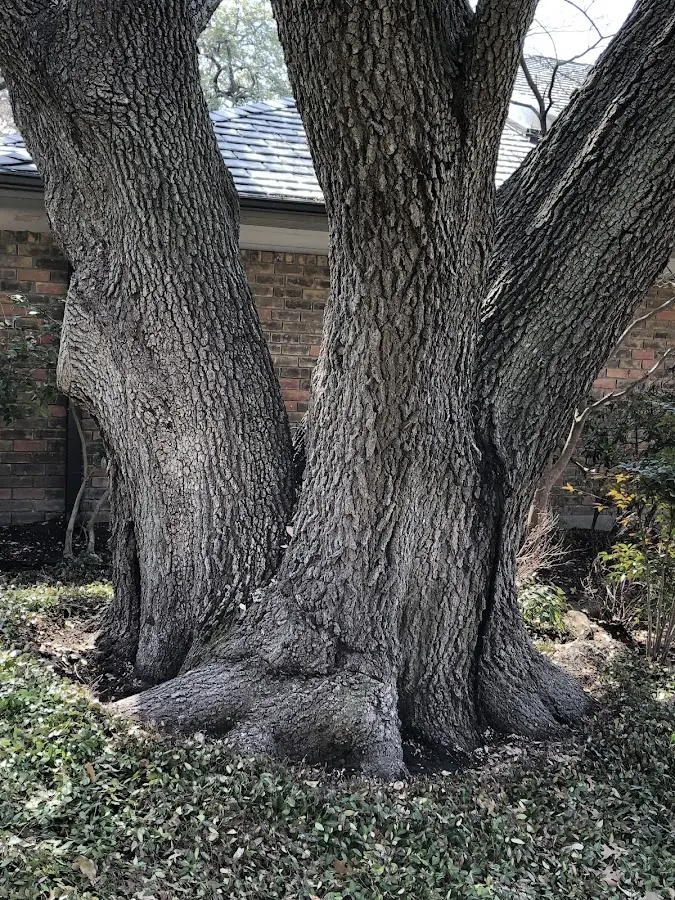 Mature heritage tree close to a Seaview property cared for by certified arborists