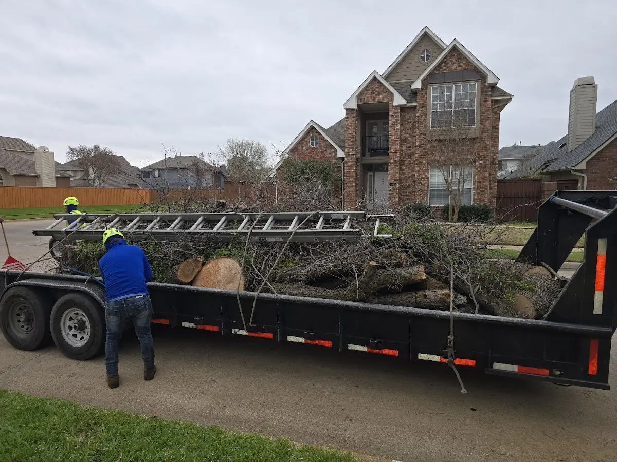 Expert Tree Pest Control with proper safety equipment in Seaview